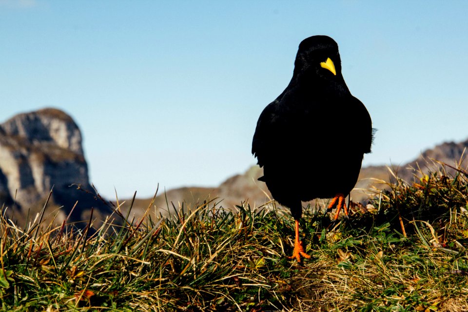 black crow on green field