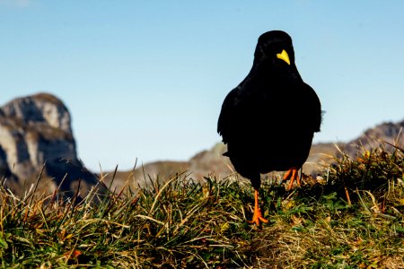 black crow on green field