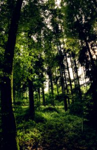 Wilderness, Green, Trees