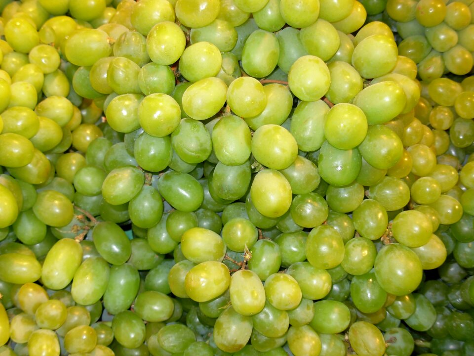 Fruit vine vineyard
