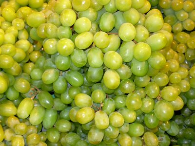 Fruit vine vineyard