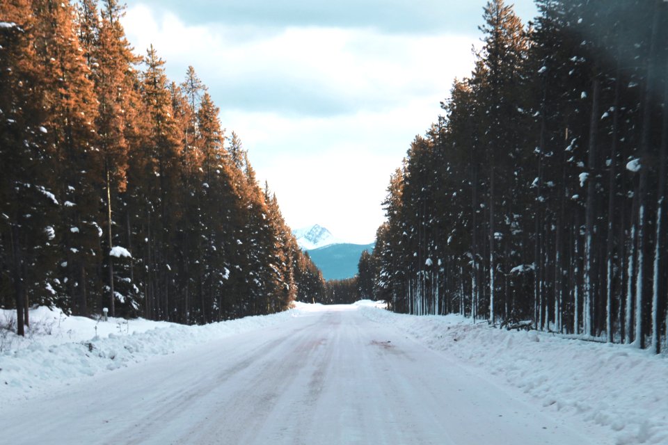 road filled with snow going to mountain between trees during snow