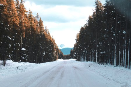 road filled with snow going to mountain between trees during snow photo