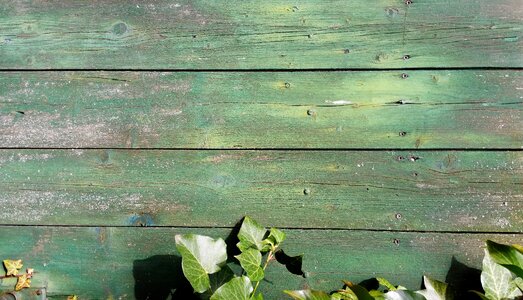 Ivy backgrounds green