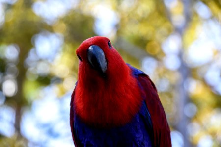 Look, Nature, Parrot photo