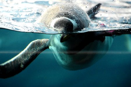 Water, Border, Pinguin