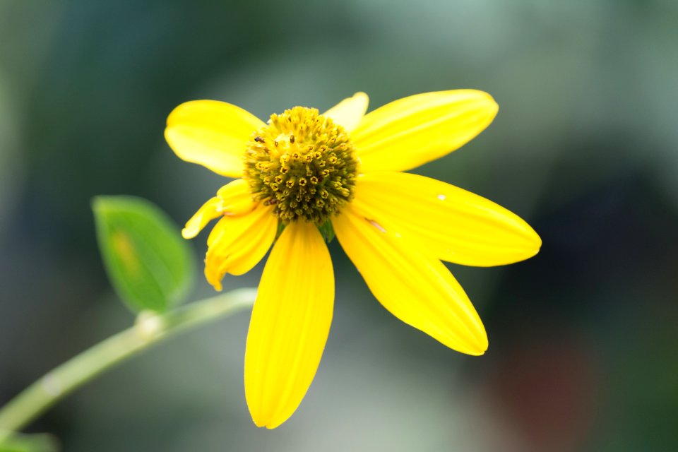 United states botanic garden, Washington, United states