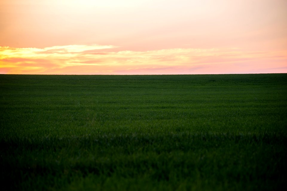 green grass field