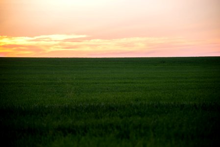 green grass field photo
