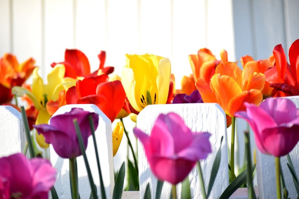 Yellow, Purple, Orange