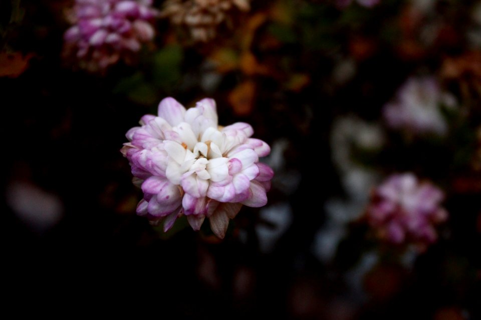 Macro, Petals, Purple