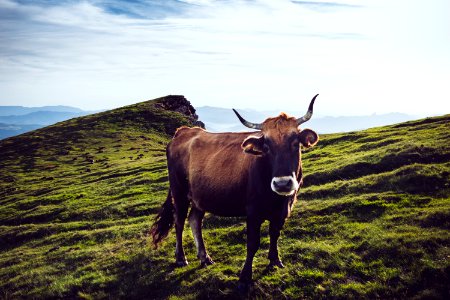 brown buffalo