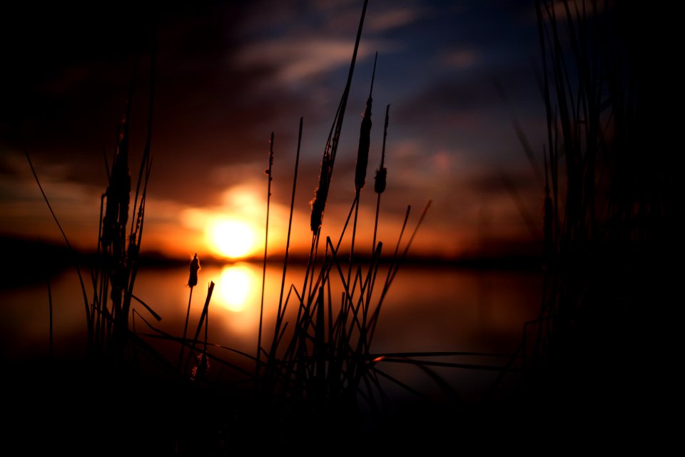 silhouette photo of plants near body of water during sunset