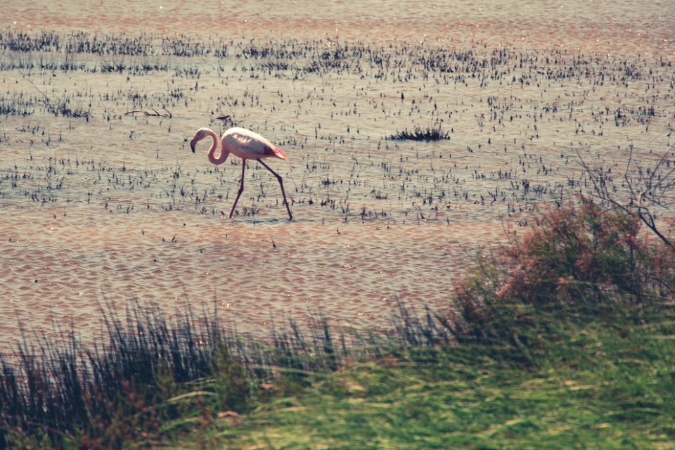 Parc naturel rgional de camargue, Arles, France