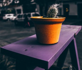 Barrio italia, Cactus