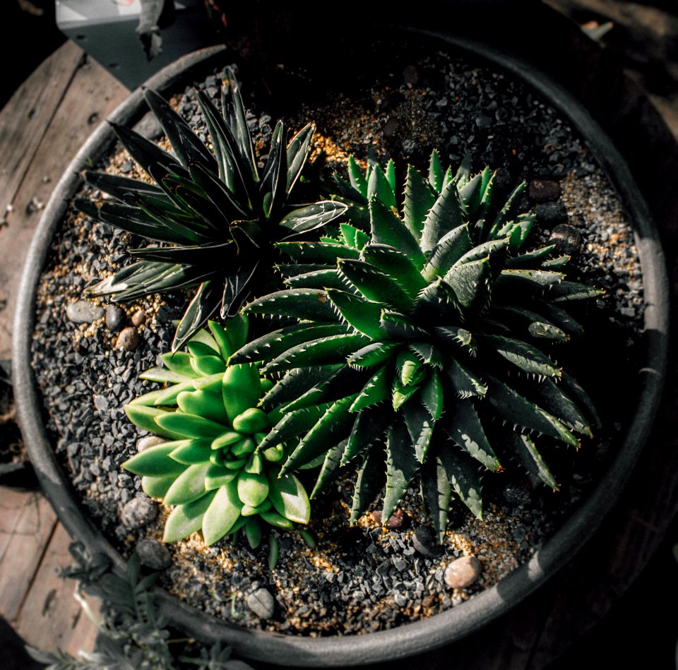 Barrio italia, Cactus