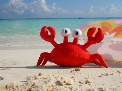 Beach seafood toy