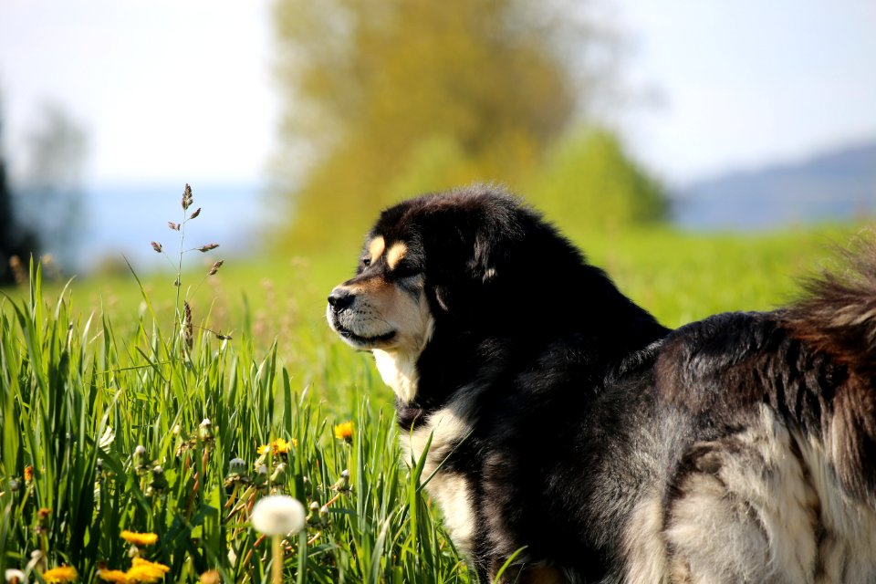 Weinfelden, Switzerl, Animal