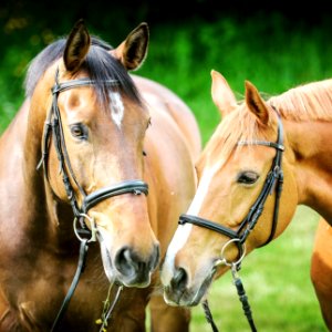 selective focus photography of two brown horses photo