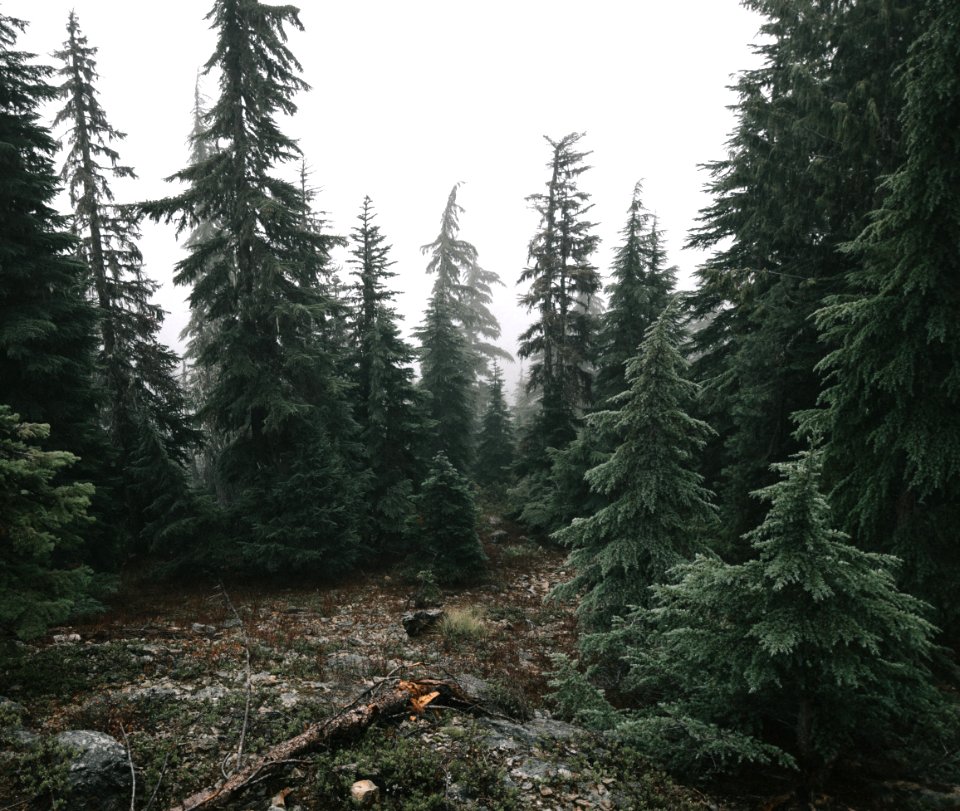 Bohemia mountain, United states, Fog