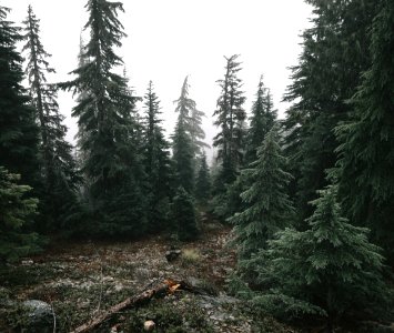 Bohemia mountain, United states, Fog