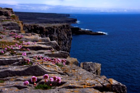 Aran isl, Irel, Flowers photo