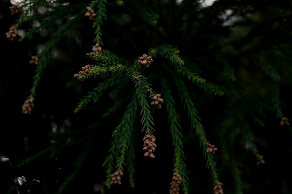 Richmond, United states, Nature