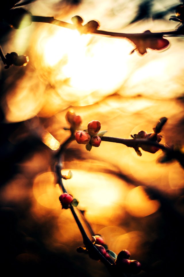 Bloom, Bokeh, New