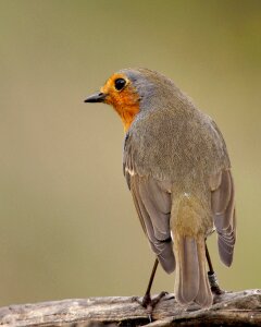 Birds fauna tuscany
