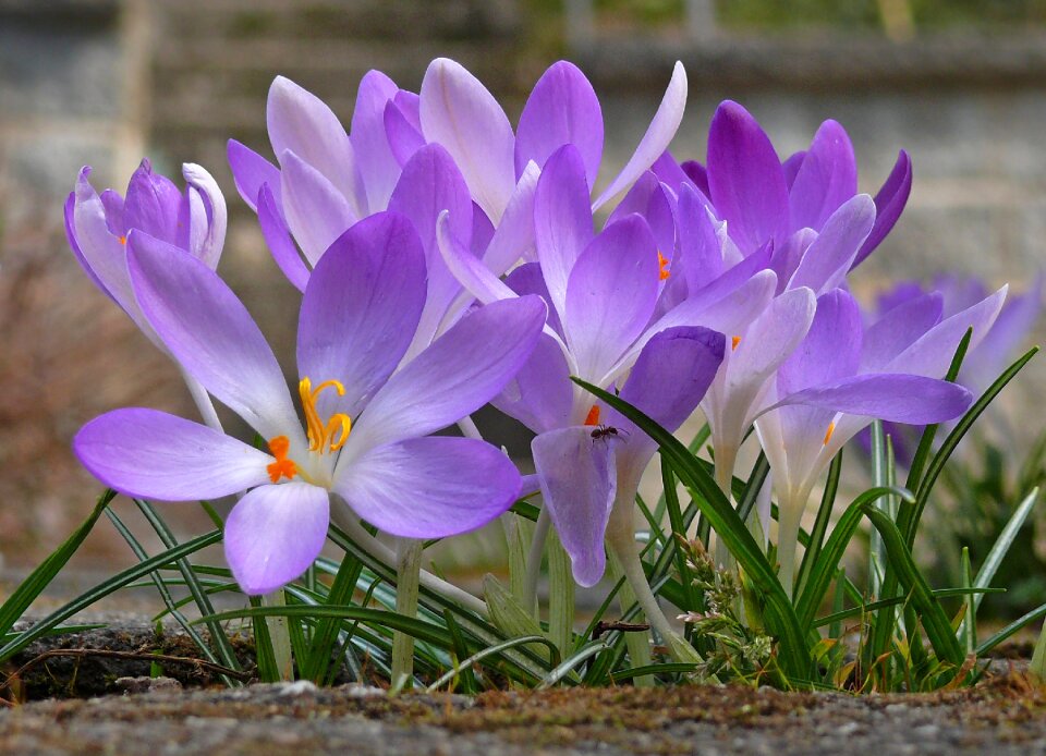 Purple purple flower violet