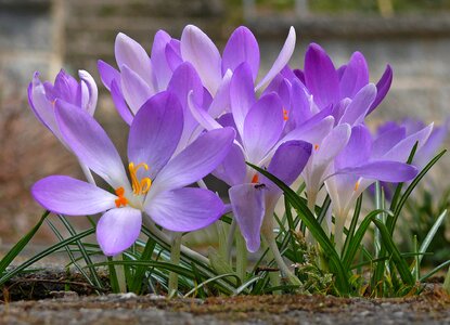 Purple purple flower violet photo