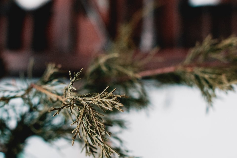 Rustic, Vintage, Christmas tree