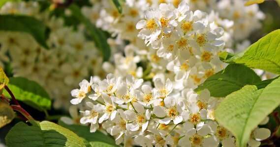 Spring branch blossom