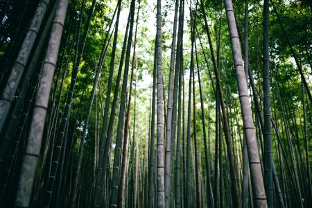 low angle photography of bamboo trees photo
