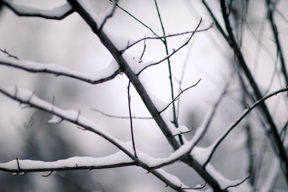 Billings, United states, Christmas
