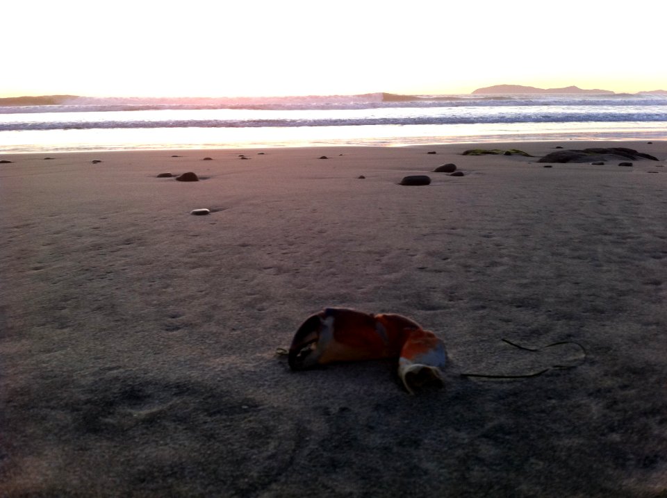 Crab, Sunset, Mexico