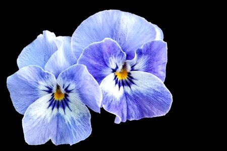 Blue violet flower photo