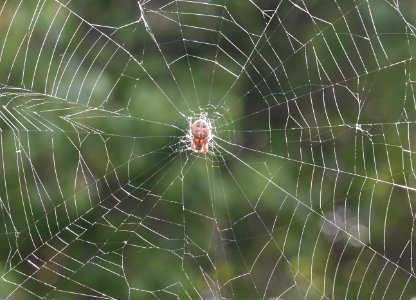 Bug, Nature, Spider web