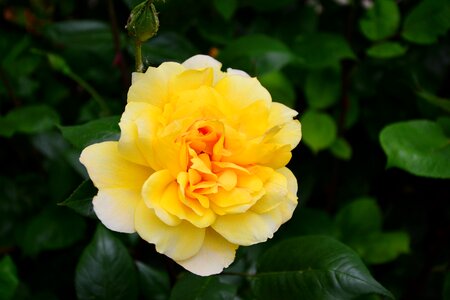 Bloom rose blooms petals