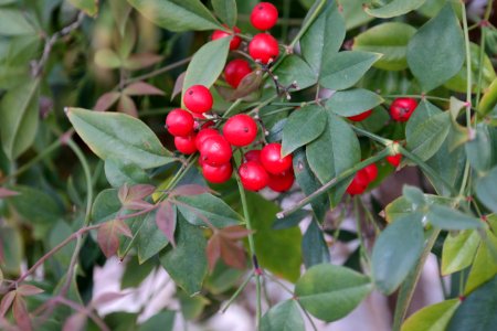 Leaves, Plant, Berry