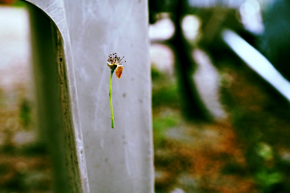 Fall, Autumn, Flower