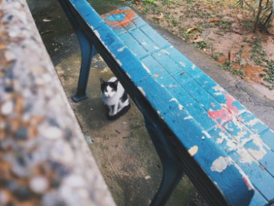 Grass, Bench, Seat photo