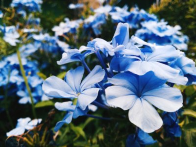 blue petaled flower lot focus photography photo