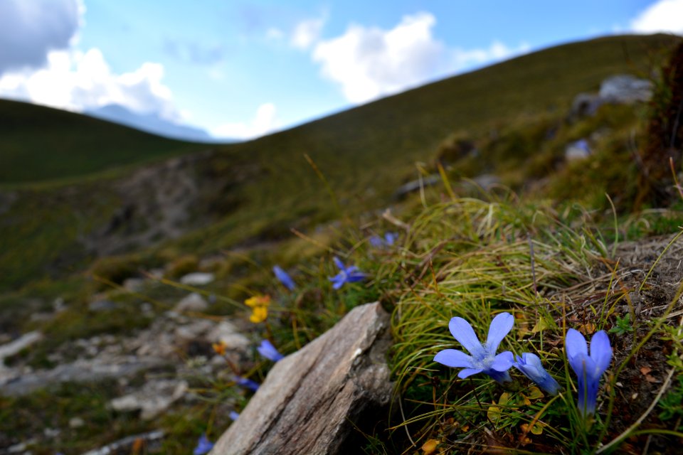 Ali bugyal, India, Grassl