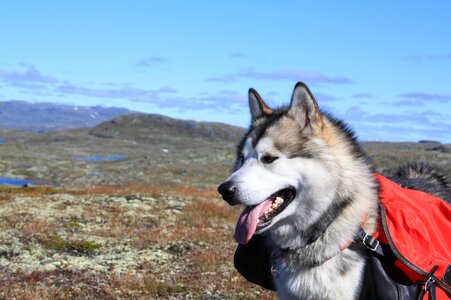 The hardangervidda mountain plateau the mountain tour