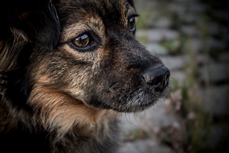 black and tan German Shepherd puppy photo