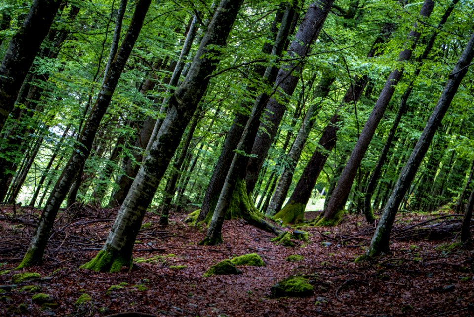 Morzine, France, Woods