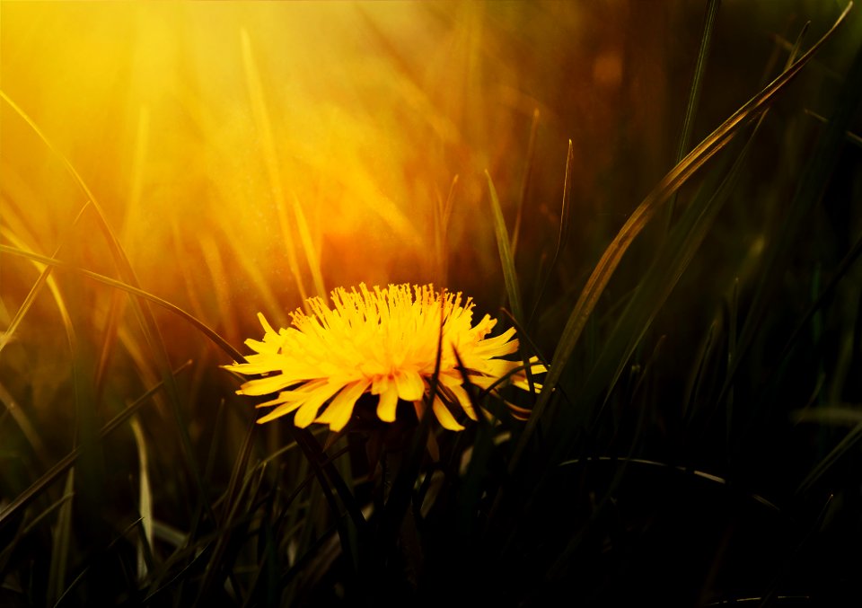 yellow petaled flower on grass