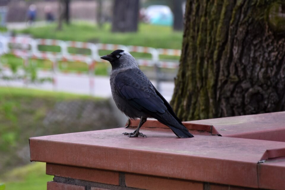 Crow nature animal