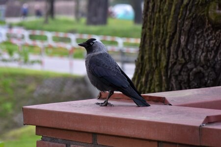 Crow nature animal